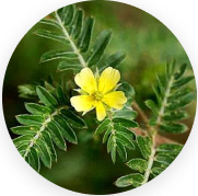 Gokshura (Tribulus terrestis)